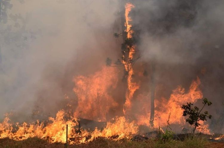 Reporta Michoacán, 78 incendios forestales en primer bimestre de 2024