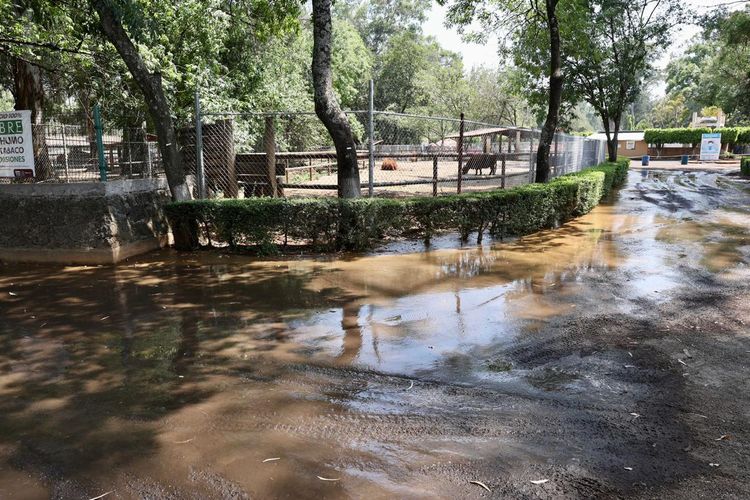 OOAPAS quiere deslindarse de inundación en el Zoo, pero ellos derramaron lodos tóxicos: director del parque