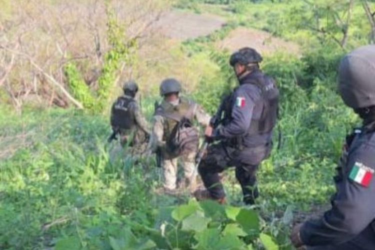 SSP y Defensa localizan y destruyen punto de “halconeo”, en Parácuaro