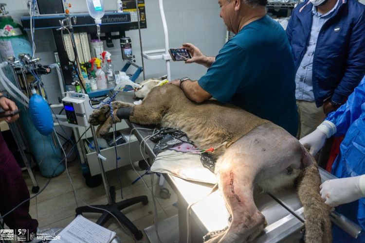 Fallece puma rescatado por Zoológico de Morelia y Profepa en Pátzcuaro