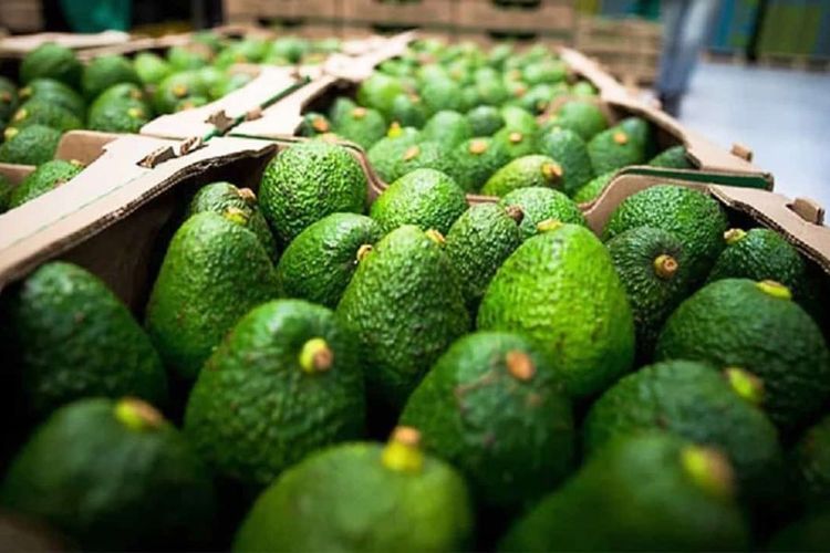 Poco más de 800 huertas de aguacate, vetadas de exportación por incumplimiento de normas ambientales