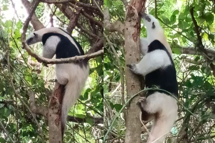 Corunda, la osa hormiguera rescatada es liberada en su hábitat natural, en LC