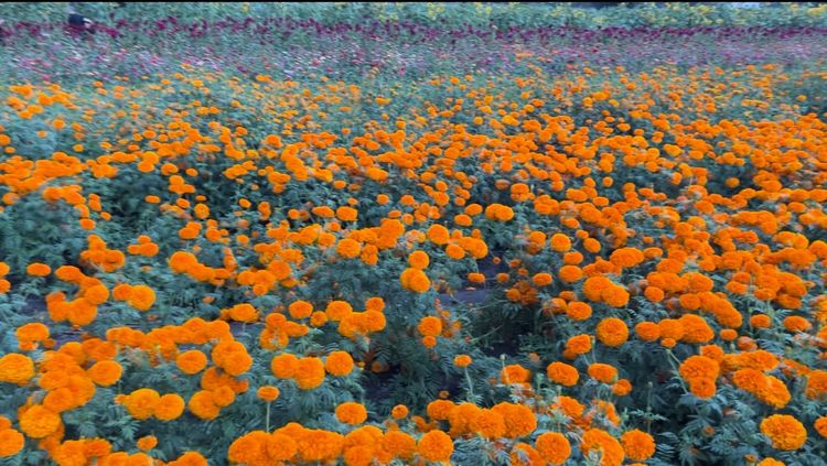 Tarímbaro, se encuentra listo para la Fiesta de la Flor de Cempasúchil.