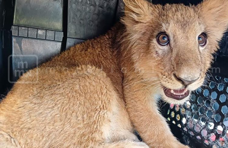 Iban por el “Tío Laco” en operativo donde fueron asegurados 3 felinos de Tanhuato