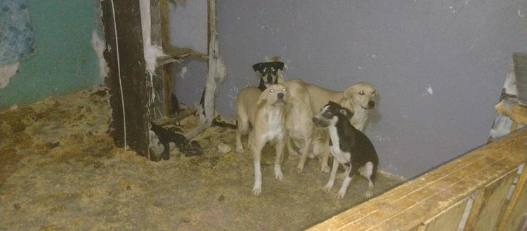 FGE rescata a 28 perros, nueve de ellos son cachorros.