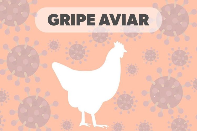 Michoacán, sin casos de gripe aviar en humanos: SSM