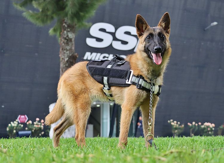 18 canes de la Guardia Civil, brindan apoyo para búsqueda de personas, y drogas