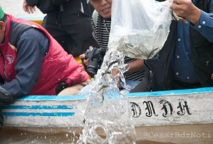 Importante siembra de acúmaras en el Lago de Pátzcuaro, autoridades luchan en contra de la extinción