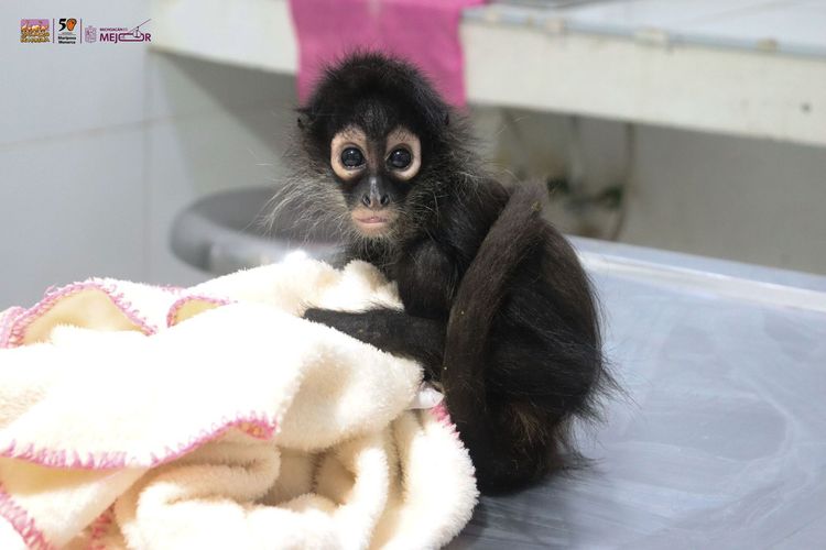 Zoológico de Morelia acoge monos araña y tamandúa para su rehabilitación