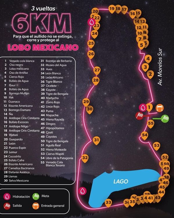 Zoológico de Morelia anuncia carrera nocturna por el lobo mexicano
