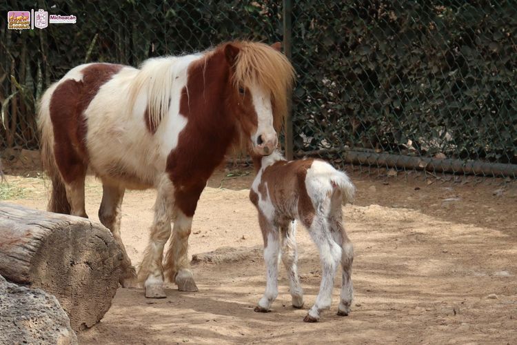Después de una década, el Zoo Morelia logra una exitosa reproducción del poni 